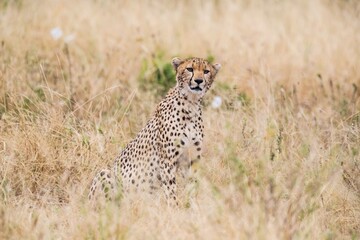 Cheetah Sitting Amongst Tall Grass in African Savannah, Serengeti, Tanzania, Africa