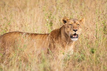 Lioness Walking Through Tall Grass in African Savannah