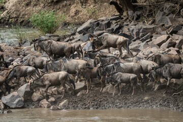 Wildebeest Herd Crossing a Rocky Riverbank in the Wild, Serengeti, Tanzania, Africa