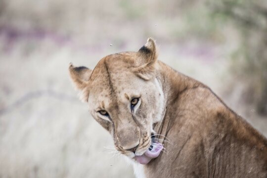 Lioness Licking Her Paw in Natural Light, Serengeti, Tanzania, Africa