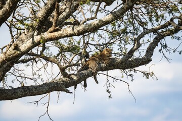 Fototapeta premium Leopard Resting High: A Moment of Wild Serenity, Serengeti, Tanzania, Africa