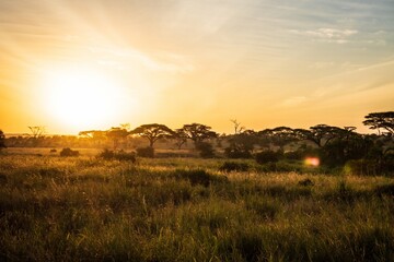 Obraz premium Golden Sunset over the Serengeti Plains, Tanzania, Africa