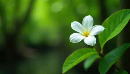 Delicate white flower unfolding on a mangrove tree branch, white, forest, trees