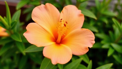 Fototapeta premium A beautiful peach flower with delicate petals and a vibrant yellow center, surrounded by lush green leaves.