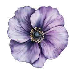Naklejka premium Watercolor Purple Anemone Flower Botanical Illustration Floral Art Nature Beauty