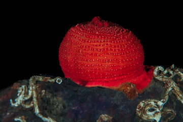 Sea anemone from Norway © Sakis Lazarides