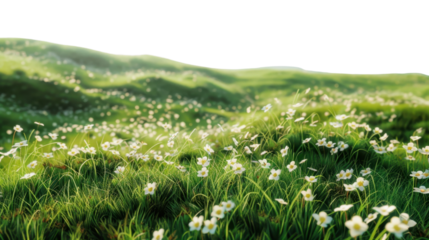 Green grass and white flowers covering rolling hills with transparent background