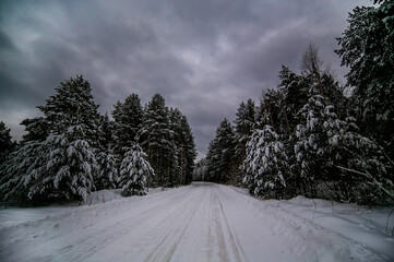 Snow-covered trees in December 2024, near the village of Baranchinsky, Urals.