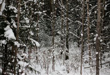 Snow-covered trees in December 2024, near the village of Baranchinsky, Urals.