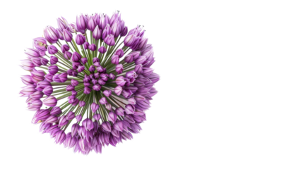 Blooming purple allium flower head on transparent background