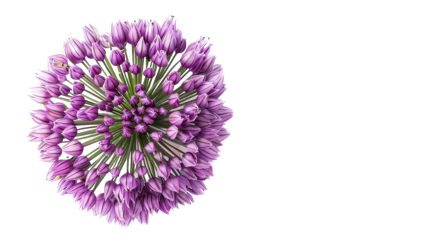 Blooming purple allium flower head on transparent background