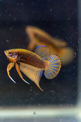 goldfish in water,Betta siamorientalis,Wild betta red cheek
