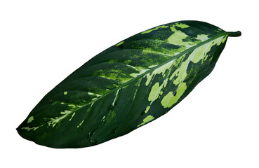 Dieffenbachia Puerto Rico Variegated, Dumb cane has beautiful pattern of green and white colors big leaves with water drops, Isolated on white background, PNG, transparent. Thailand, Phrae.