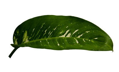 Dieffenbachia seguine, Dumb cane has beautiful pattern of green and white colors big leaves with water drops, in rainy season. Isolated on white background, PNG, transparent.