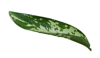 Dieffenbachia Puerto Rico Variegated, Dumb cane has beautiful pattern of green and white colors big leaves with water drops, Isolated on white background, PNG, transparent. Thailand, Phrae.