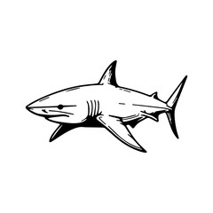 Fototapeta premium a illustration of shark