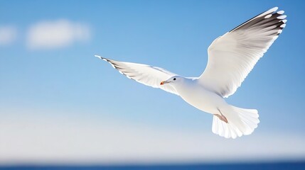 Graceful seagull soaring in a clear blue sky over a calm ocean on a bright sunny day : Generative AI