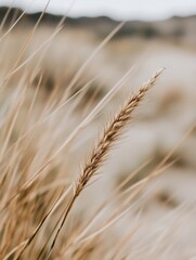 Fototapeta premium Golden grass swaying gently in the breeze on a bright sunny day showcasing nature's beauty : Generative AI