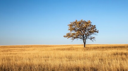 Fototapeta premium Lone tree standing tall in a vast golden field under a clear blue sky signifying strength and resilience : Generative AI