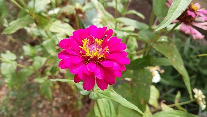 Fototapeta premium Beautiful pink Zinnia Flower in Bloom – Macro Photography. Close-Up of a Fresh pink Zinnia Flower with Petal Details. Elegant pink Zinnia Flower Isolated in Nature. Bright pink Zinnia Blossom