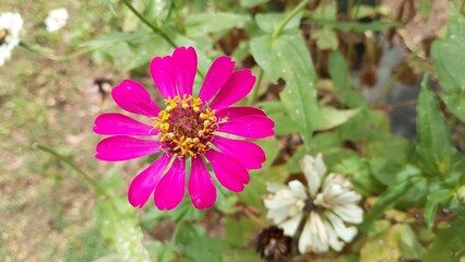 Obraz premium Beautiful pink Zinnia Flower in Bloom – Macro Photography. Close-Up of a Fresh pink Zinnia Flower with Petal Details. Elegant pink Zinnia Flower Isolated in Nature. Bright pink Zinnia Blossom