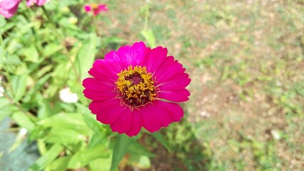 Beautiful pink Zinnia Flower in Bloom &ndash; Macro Photography. Close-Up of a Fresh pink Zinnia Flower with Petal Details. Elegant pink Zinnia Flower Isolated in Nature. Bright pink Zinnia Blossom