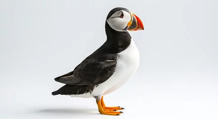 Crédence en verre imprimé A puffin with its distinctive colorful beak standing confidently against a white backdrop.