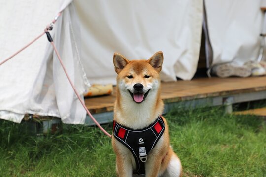 Camping with my dog - Powered by Adobe