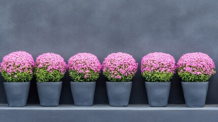 A row of square potted plants neatly aligned along the house wall.
