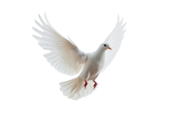 Serene Flight: A pristine white dove, captured mid-flight, spreads its wings in graceful ascension, representing peace and freedom.
