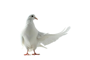 Obraz premium Dove's Graceful Display: A pristine white dove, with its wings gracefully spread, showcases the pureness of peace, representing hope and serenity.