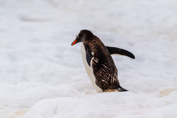 Telephoto shot of a Gentoo Penguin -Pygoscelis papua- walking along a Penguin highway laid out in fresh snow on Cuverville island.