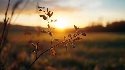 Beautiful sunset illuminating a delicate plant in a tranquil field : Generative AI