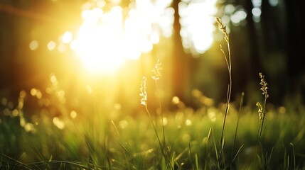 Sunlight filtering through trees over grass field creating serene atmosphere of nature in a quiet forest : Generative AI