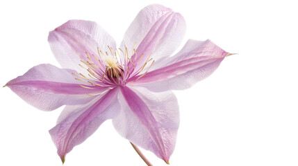 Pink clematis flower blooming on transparent background