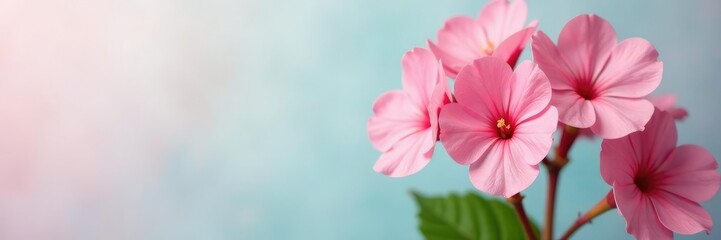 Fototapeta premium Pink Kalanchoe blooms against a pastel-colored background, kalanchoe,