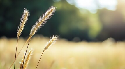Fototapeta premium Sunlit Grass Blades Glowing in a Wheat Field Capturing the Essence of Nature : Generative AI
