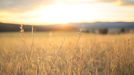 Obraz premium Golden Hour Light Shining on a Serene Field of Tall Grass with Soft Focus Background : Generative AI