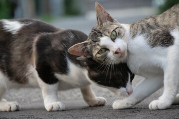 二匹の子猫がじゃれあう