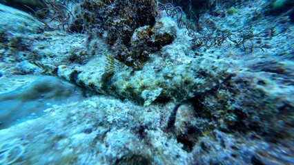 Underwater sea ocean water with beautiful diverse corals and fishes swimming