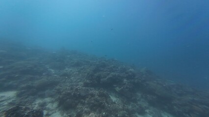 Underwater sea ocean water with beautiful diverse corals and fishes swimming