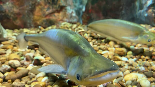 Phalacronotus apogon swimming in aquarium fish tank