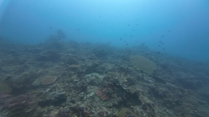 Underwater sea ocean water with beautiful diverse corals and fishes swimming