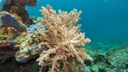 An underwater ecosystem built by colonies of tiny animals 