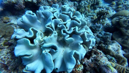 An underwater ecosystem built by colonies of tiny animals 