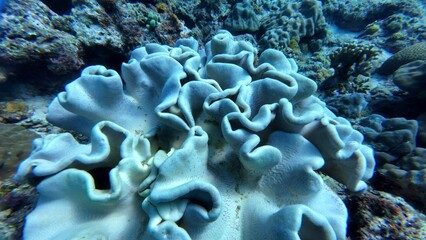 An underwater ecosystem built by colonies of tiny animals 
