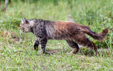 A cat is walking through a grassy field