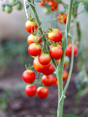 A bunch of red tomatoes hanging from a plant