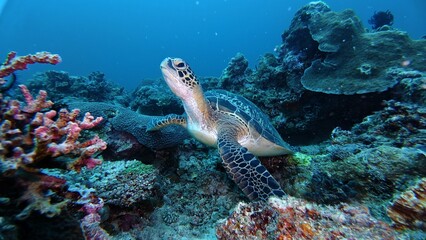 Fototapeta premium A Green sea turtle swimming underwater