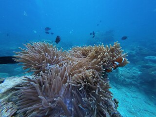 Underwater sea ocean water with beautiful diverse corals and fishes swimming